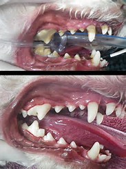 periodontal disease in a dog