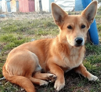 Dorgi dog image