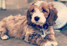 poodle and weiner dog mix