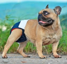 Female dog wearing diapers