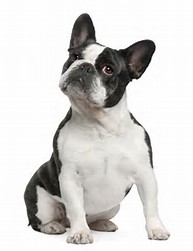 French Bulldog vs Boston Terrier