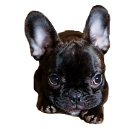 French Bulldog temperament