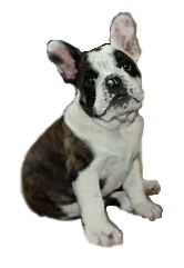 French Bulldog and English Bulldog mix