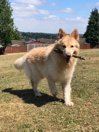 German Shepherd Alsatian dog image