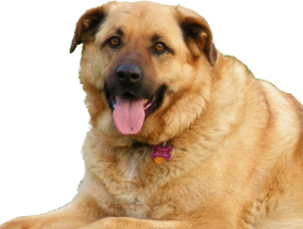 Labrador Retriever German Shepherd mix image