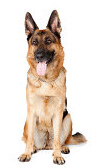 German Shepherd pros and cons