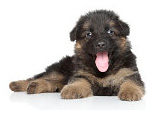 German Shepherd temperament