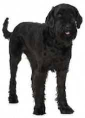 Giant Schnauzer vs Black Russian Terrier