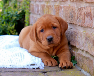 Goldador potty training