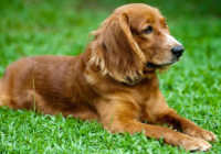 Golden Retriever Cocker Spaniel Mix dog image