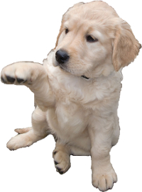 Goldador puppy image