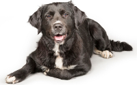 Bernese Mountain Dog and Golden Retriever Mix photo