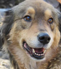 Golden Shepherd Mix dog