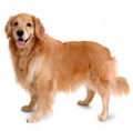 Golden Retriever pros and cons