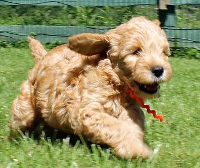 Goldendoodle pros and cons