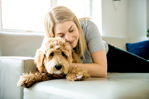 Goldendoodle with trimmed face