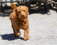 Goldendoodle dog image