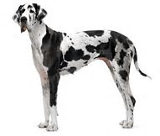 Great Dane pros and cons