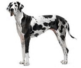 Giant dog breeds list