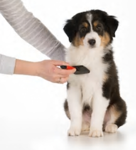 Australian Shepherd grooming