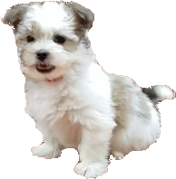 Havanese Maltese mix image