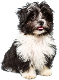 Havanese Shih Tzu kutya kép