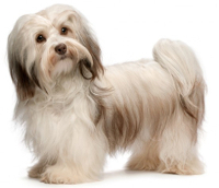 Havanese vs Maltese