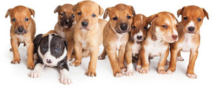 Puppy temperament tests