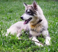 Siberian Husky and Alaskan Malamute mix