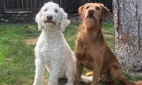 standard poodle lab mix