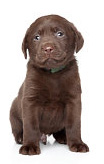 Labrador Retriever temperament