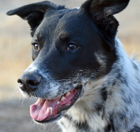 blue heeler lab mix dog