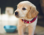 Leash training a puppy