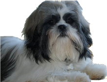 Lhasa Apso Shih Tzu mix