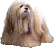 lhasa apso maltese