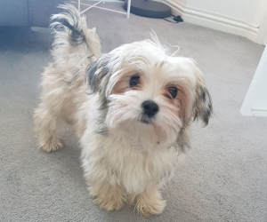 maltese mixed with chihuahua