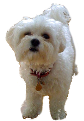 maltese bijon mix