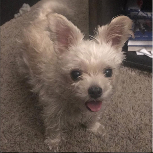 Maltese Chihuahua mix