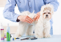 Maltese grooming