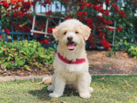 Maltese Poodle mix