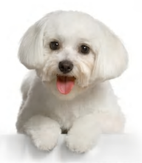 are maltese dogs easy to train