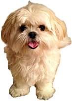 Maltese Shih Tzu dog image