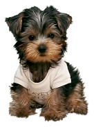 Maltese Yorkie mix dog image