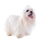 Maltese vs Lhasa Apso