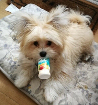 pomeranian and maltese