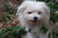 Maltese cross breeds