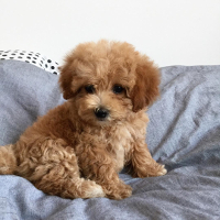 maltese dog and poodle