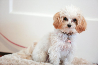 Maltipoo grooming