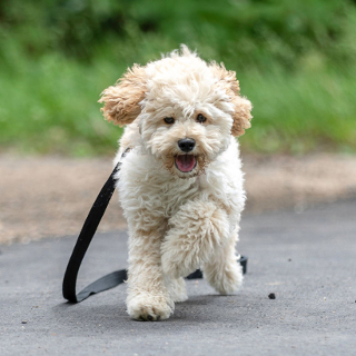 maltipoo breed info