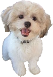 Maltipoo image